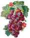 Цветы в PNG
